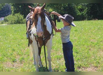 Caballo de silla manchada, Yegua, 6 años, 132 cm, Alazán rojizo