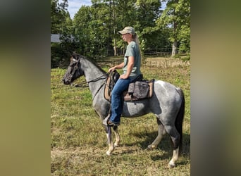 Caballo de silla manchada, Yegua, 6 años, 142 cm, Ruano azulado