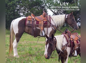 Caballo de silla manchada, Yegua, 6 años, 152 cm, Tobiano-todas las-capas