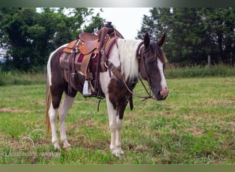 Caballo de silla manchada, Yegua, 6 años, 152 cm, Tobiano-todas las-capas