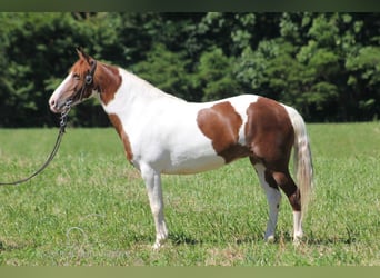 Caballo de silla manchada, Yegua, 7 años, 132 cm, Alazán rojizo