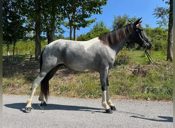 Caballo de silla manchada, Yegua, 7 años, 142 cm, Ruano azulado