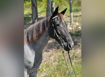 Caballo de silla manchada, Yegua, 7 años, 142 cm, Ruano azulado