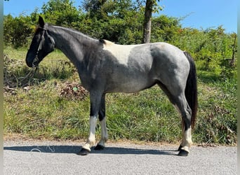 Caballo de silla manchada, Yegua, 7 años, 142 cm, Ruano azulado