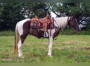 Caballo de silla manchada, Yegua, 7 años, 152 cm, Tobiano-todas las-capas