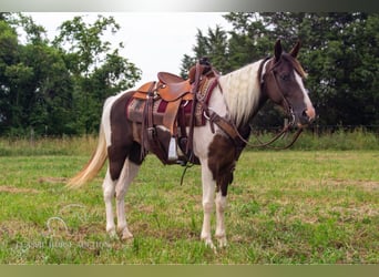 Caballo de silla manchada, Yegua, 7 años, 152 cm, Tobiano-todas las-capas