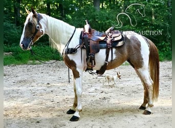 Caballo de silla manchada, Yegua, 8 años, 152 cm, Tobiano-todas las-capas