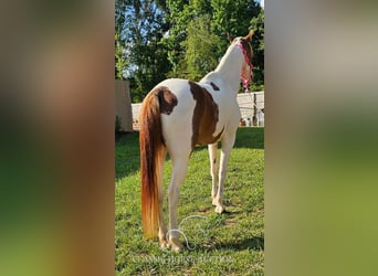 Caballo de silla manchada, Yegua, 8 años, 152 cm, Tobiano-todas las-capas