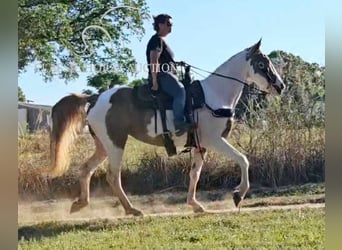 Caballo de silla manchada, Yegua, 8 años, 152 cm, Tobiano-todas las-capas