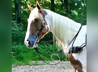 Caballo de silla manchada, Yegua, 8 años, 152 cm, Tobiano-todas las-capas