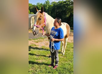 Caballo de silla manchada, Yegua, 8 años, 152 cm, Tobiano-todas las-capas