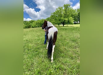 Caballo de silla manchada, Yegua, 9 años, 142 cm, Tobiano-todas las-capas