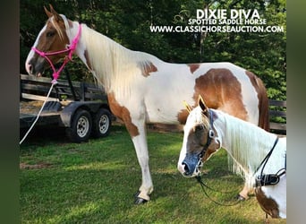 Caballo de silla manchada, Yegua, 9 años, 152 cm, Tobiano-todas las-capas