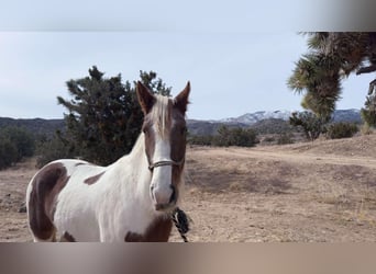 Caballo de silla manchada, Yegua, 9 años, 163 cm, Tobiano-todas las-capas