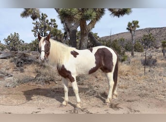 Caballo de silla manchada, Yegua, 9 años, 163 cm, Tobiano-todas las-capas