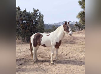 Caballo de silla manchada, Yegua, 9 años, 163 cm, Tobiano-todas las-capas