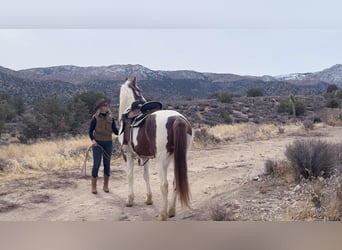 Caballo de silla manchada, Yegua, 9 años, 163 cm, Tobiano-todas las-capas