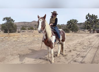 Caballo de silla manchada, Yegua, 9 años, 163 cm, Tobiano-todas las-capas