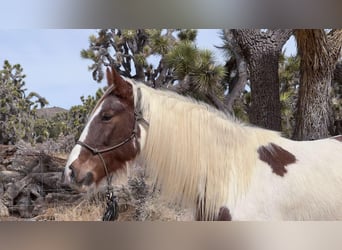 Caballo de silla manchada, Yegua, 9 años, 163 cm, Tobiano-todas las-capas