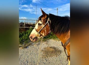 caballo de tiro Mestizo, Caballo castrado, 10 años, 142 cm, Castaño-ruano