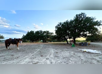 caballo de tiro Mestizo, Caballo castrado, 10 años, 142 cm, Castaño-ruano