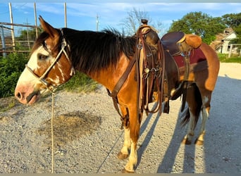 caballo de tiro Mestizo, Caballo castrado, 10 años, 142 cm, Castaño-ruano