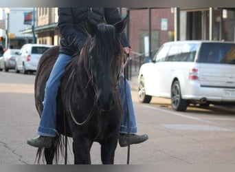 caballo de tiro Mestizo, Caballo castrado, 10 años, 145 cm