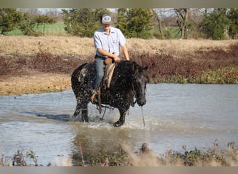 caballo de tiro Mestizo, Caballo castrado, 10 años, 145 cm, Negro
