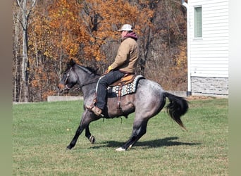 caballo de tiro, Caballo castrado, 10 años, 145 cm, Ruano azulado