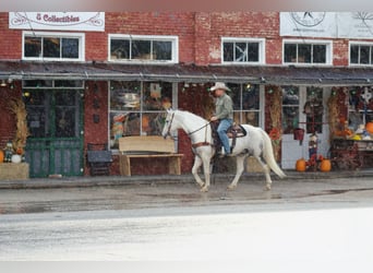 caballo de tiro, Caballo castrado, 10 años, 150 cm, Tordo