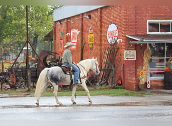 caballo de tiro, Caballo castrado, 10 años, 150 cm, Tordo