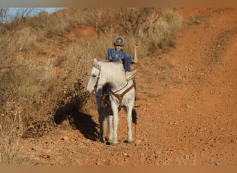 caballo de tiro Mestizo, Caballo castrado, 10 años, 152 cm