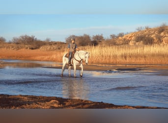 caballo de tiro Mestizo, Caballo castrado, 10 años, 152 cm