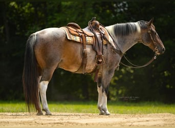 caballo de tiro Mestizo, Caballo castrado, 10 años, 155 cm, Castaño-ruano