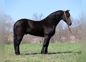 caballo de tiro, Caballo castrado, 10 años, 155 cm, Negro