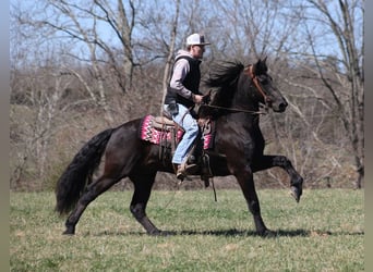 caballo de tiro, Caballo castrado, 10 años, 155 cm, Negro
