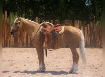 caballo de tiro, Caballo castrado, 10 años, 155 cm, Palomino