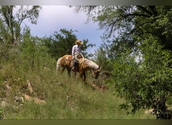 caballo de tiro, Caballo castrado, 10 años, 155 cm, Palomino