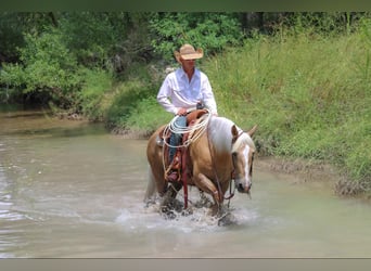 caballo de tiro, Caballo castrado, 10 años, 155 cm, Palomino