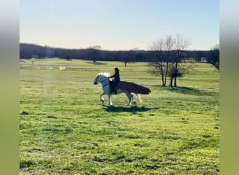 caballo de tiro, Caballo castrado, 10 años, 155 cm, Tordo rodado