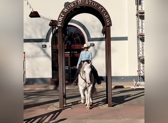 caballo de tiro, Caballo castrado, 10 años, 155 cm, Tordo rodado