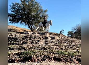 caballo de tiro, Caballo castrado, 10 años, 155 cm, Tordo rodado