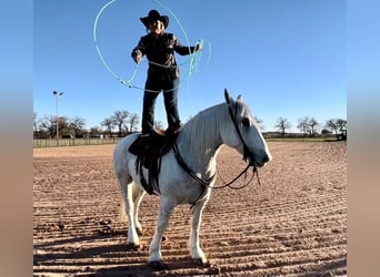 caballo de tiro, Caballo castrado, 10 años, 155 cm, Tordo rodado