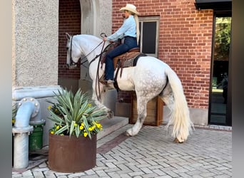 caballo de tiro, Caballo castrado, 10 años, 155 cm, Tordo rodado