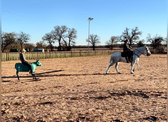 caballo de tiro, Caballo castrado, 10 años, 155 cm, Tordo rodado