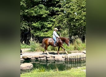 caballo de tiro, Caballo castrado, 10 años, 157 cm, Alazán rojizo