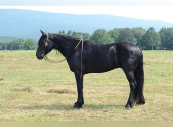 caballo de tiro Mestizo, Caballo castrado, 10 años, 157 cm, Negro