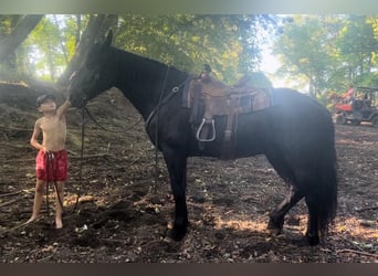 caballo de tiro Mestizo, Caballo castrado, 10 años, 157 cm, Negro