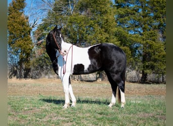 caballo de tiro, Caballo castrado, 10 años, 157 cm, Tobiano-todas las-capas