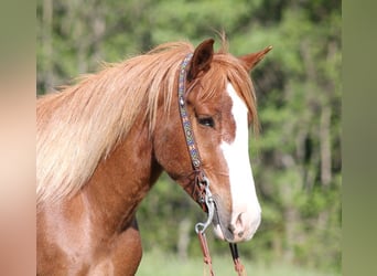 caballo de tiro, Caballo castrado, 10 años, 160 cm, Alazán rojizo